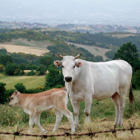 Valtiberina - the Chianina cow