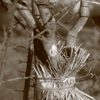 organic-farmhouse-tuscany