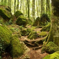 Parco delle Foreste Casentinesi - The Holy forest