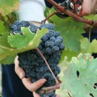 wine-chianti-tuscany