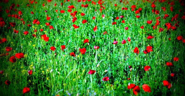 Casa dei fiori Green Deluxe Apartment: apartment for families with children in The Valtiberina, Tuscany