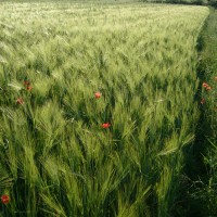 Valtiberina - nature