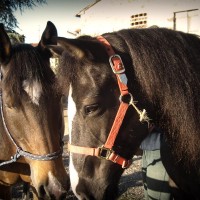 Horseback riding