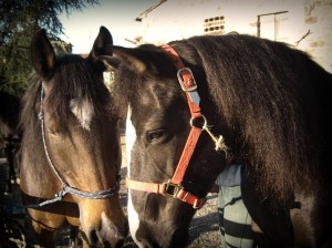 Horseback riding