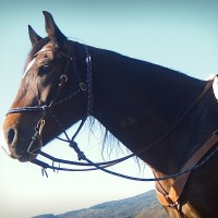 Horseback riding