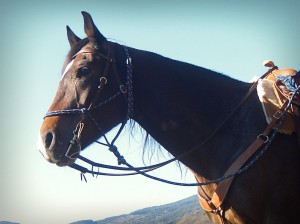 Horseback riding