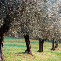 uliveti-tra-le-colline-toscane-in-valtiberina