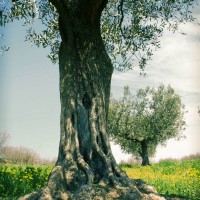 Agriturismo dove si coltiva olivi, viti, grano per la pasta ed si allevano suini, pollame ed animali di bassa corte.