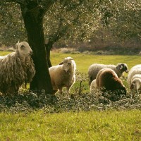 organic-farmhouse-tuscany