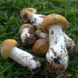 Taste mushrooms recipes and look for them in the Valtiberina