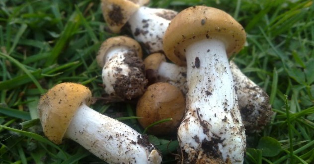 Taste mushrooms recipes and look for them in the Valtiberina
