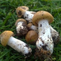 mushrooms_Tuscany