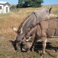 Donkey activities
