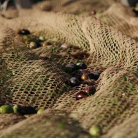 Olive oil tasting