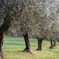 Valtiberina - Olive trees