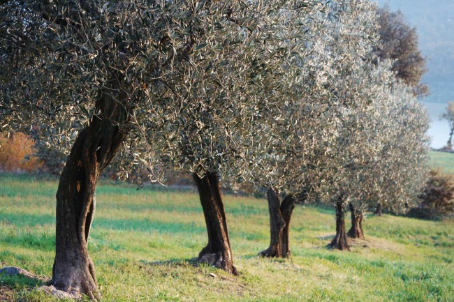 Italian_olive_oil (4)