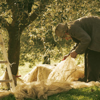 Making olive oil in Tuscany