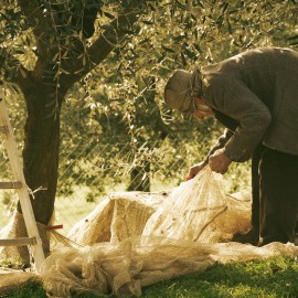Making olive oil in Tuscany: come in October to pick the olives with us!