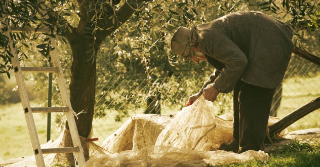 Making olive oil in Tuscany: come in October to pick the olives with us!