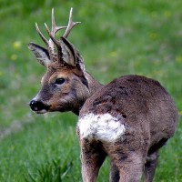 Valtiberina - wild deer