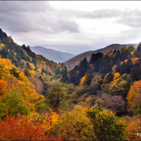 Parco delle Foreste Casentinesi - autumn view