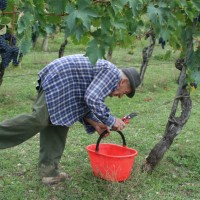 Wine tasting and guided tour