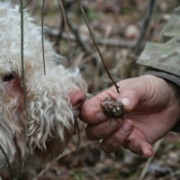 Truffle collecting