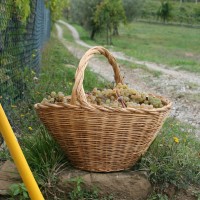 Wine tasting and guided tour