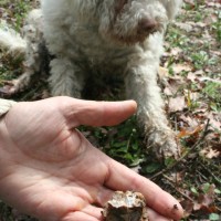 Looking for truffles with dog