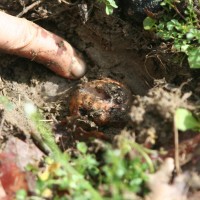 Truffle collecting