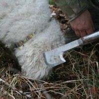 Truffle collecting