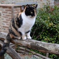 Farmhouse Pet Friendly